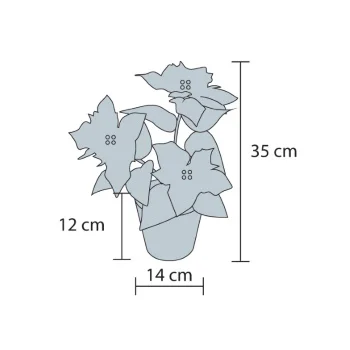 Ukrasno cveće božićna zvezda sa LED diodama SCF5-2